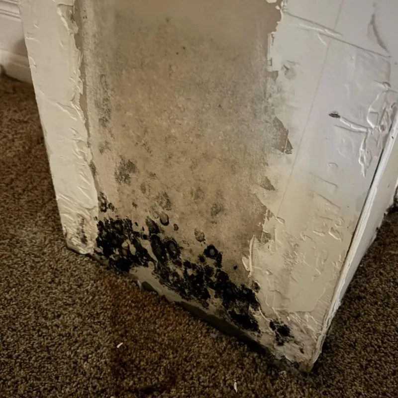 Professional Mold Removal in Liberty, KY